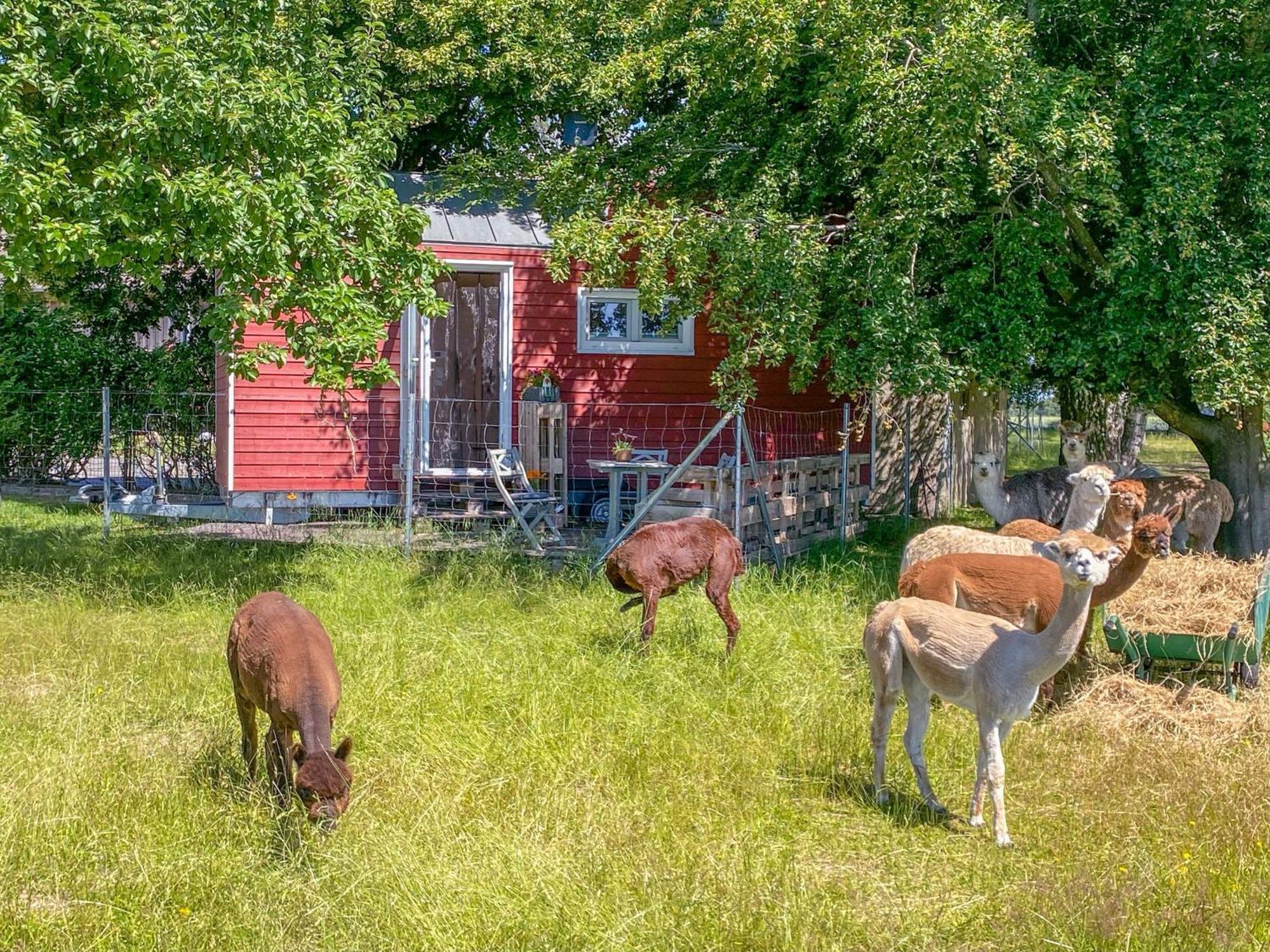 Villa Tiny House Auf Der Alpaka Farm Rubkow Exterior foto